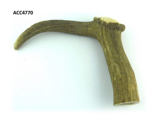 Mango para bastón, Asta de Ciervo, gamo y corzo, International Antler Trading SL