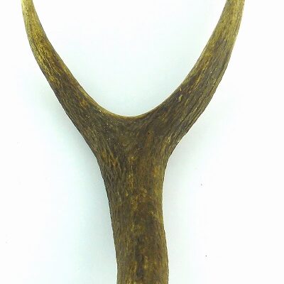 Horquilla de ciervo, Asta de Ciervo, gamo y corzo, International Antler Trading SL