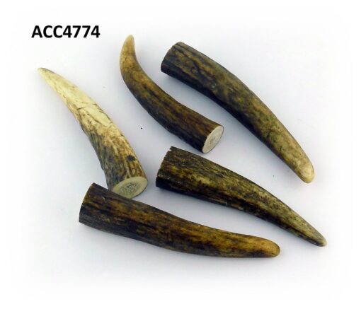 Puntas de ciervo, Asta de Ciervo, gamo y corzo, International Antler Trading SL