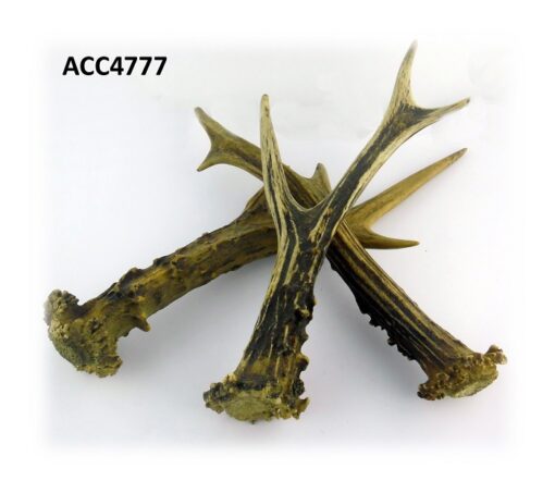 Astas de corzo, Asta de Ciervo, gamo y corzo, International Antler Trading SL