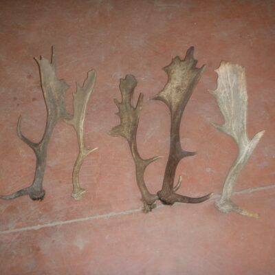 Asta de Gamo Grade B, Asta de Ciervo, gamo y corzo, International Antler Trading SL