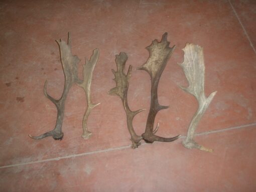 Asta de Gamo Grade B, Asta de Ciervo, gamo y corzo, International Antler Trading SL