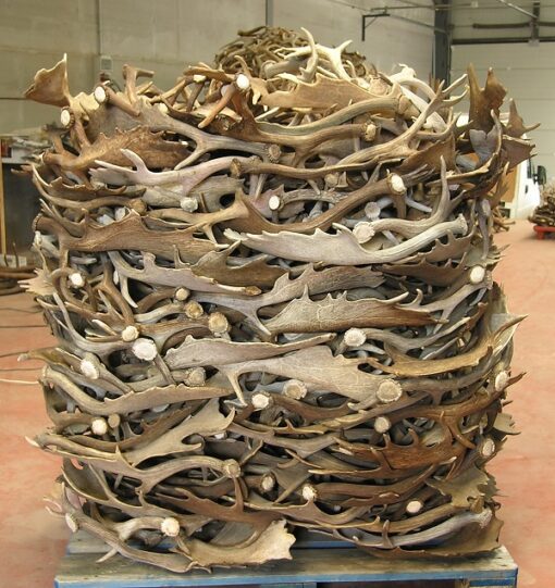 Asta de Gamo Grade B , Asta de Ciervo, gamo y corzo, International Antler Trading SL