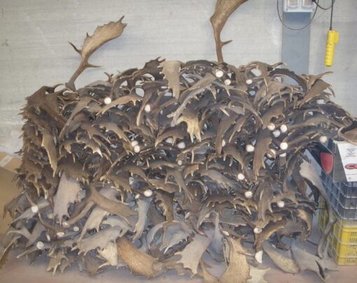 Asta de Gamo Grade A, Asta de Ciervo, gamo y corzo, International Antler Trading SL