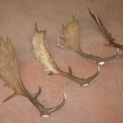 Asta de Gamo Grade A, Asta de Ciervo, gamo y corzo, International Antler Trading SL