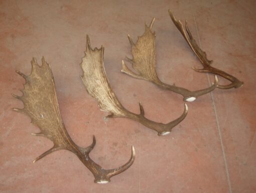 Asta de Gamo Grade A, Asta de Ciervo, gamo y corzo, International Antler Trading SL
