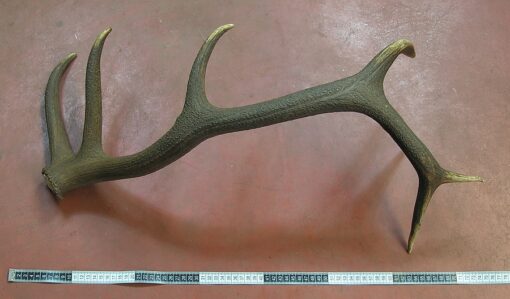 Grade A, Asta de Ciervo, gamo y corzo, International Antler Trading SL