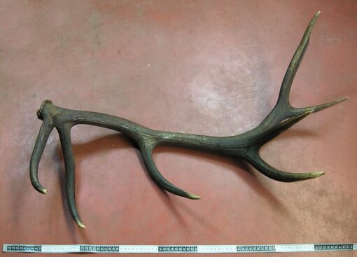 Grade AA Individual, Asta de Ciervo, gamo y corzo, International Antler Trading SL