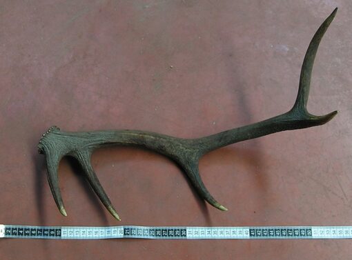 Grade B Individual, Asta de Ciervo, gamo y corzo, International Antler Trading SL
