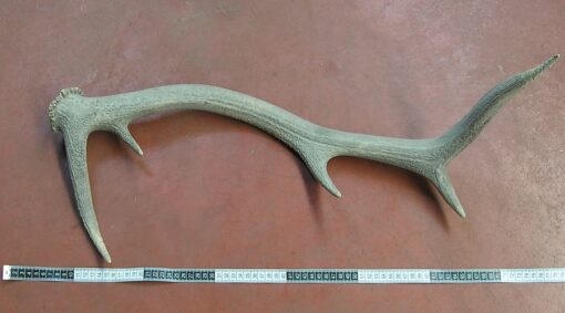 Grade C Individual, Asta de Ciervo, gamo y corzo, International Antler Trading SL