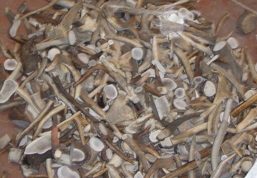 Cortes de asta de ciervo, Asta de Ciervo, gamo y corzo, International Antler Trading SL